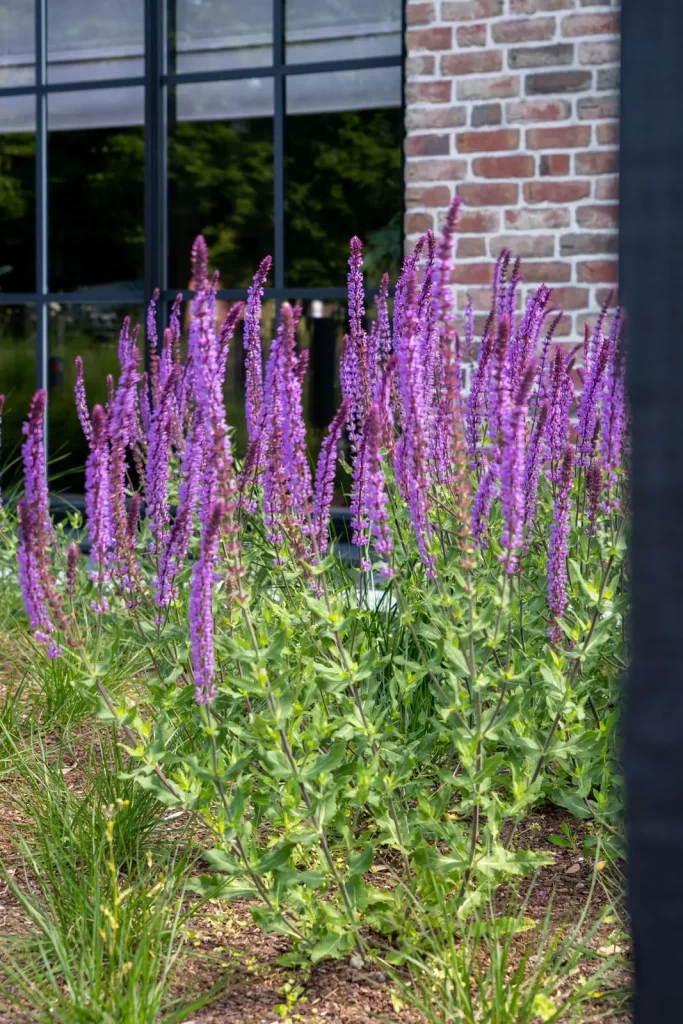 MediaMonkeyz_Van_Wijlick_Tuinen-099